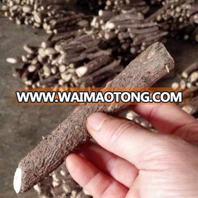 Export paulownia seed,root and stump with planting skills