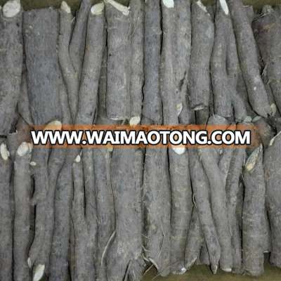 Cold resistant paulownia 9501 tree root for planting